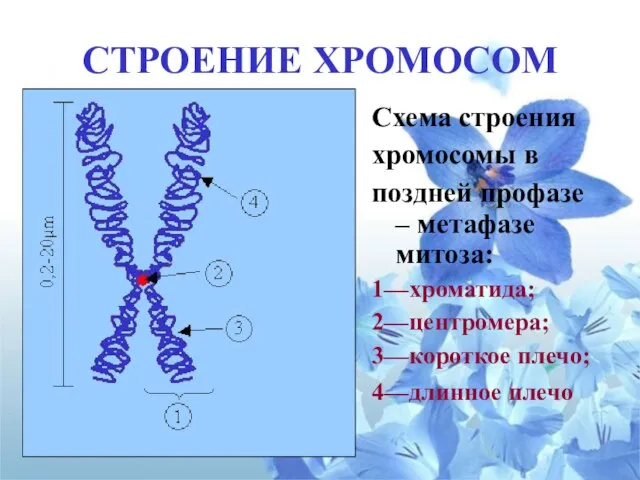 СТРОЕНИЕ ХРОМОСОМ Схема строения хромосомы в поздней профазе – метафазе митоза: 1—хроматида;