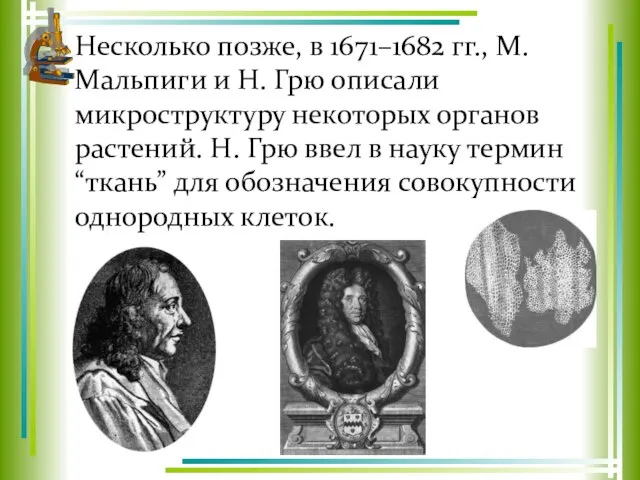 Несколько позже, в 1671–1682 гг., М. Мальпиги и Н. Грю описали микроструктуру