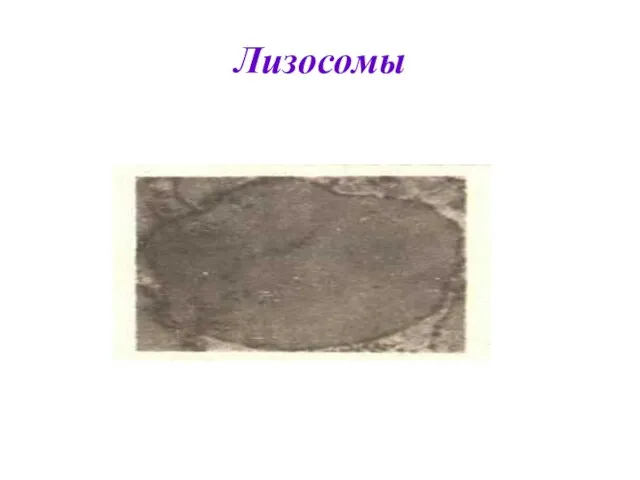 Лизосомы