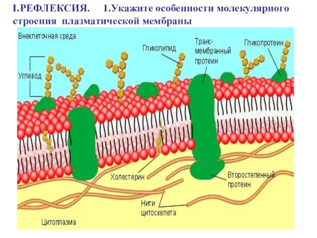 I.РЕФЛЕКСИЯ. 1.Укажите особенности молекулярного строения плазматической мембраны