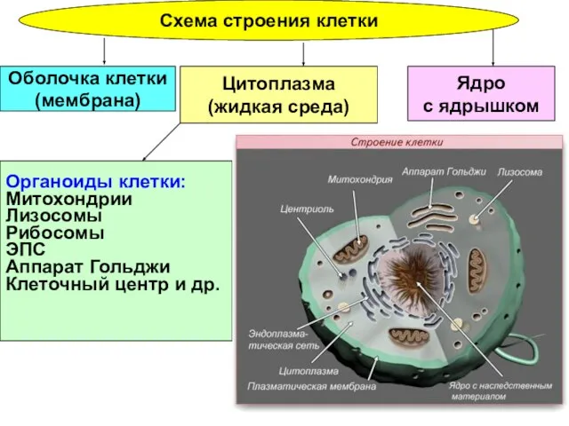 Схема строения клетки Ядро с ядрышком Цитоплазма (жидкая среда) Оболочка клетки (мембрана)