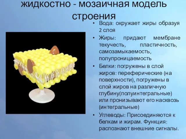 жидкостно - мозаичная модель строения Вода: окружает жиры образуя 2 слоя Жиры: