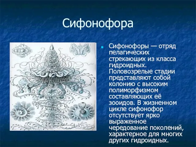 Сифонофора Сифонофоры — отряд пелагических стрекающих из класса гидроидных. Половозрелые стадии представляют