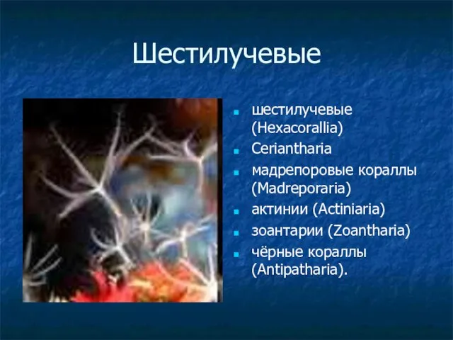 Шестилучевые шестилучевые (Hexacorallia) Ceriantharia мадрепоровые кораллы (Madreporaria) актинии (Actiniaria) зоантарии (Zoantharia) чёрные кораллы (Antipatharia).