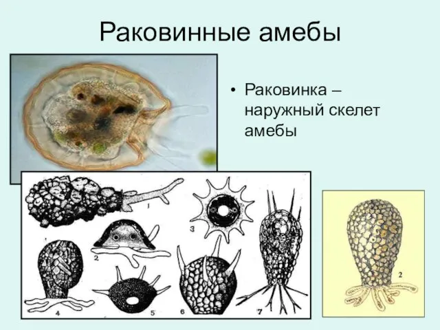 Раковинные амебы Раковинка – наружный скелет амебы