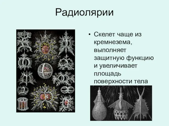 Радиолярии Скелет чаще из кремнезема, выполняет защитную функцию и увеличивает площадь поверхности тела