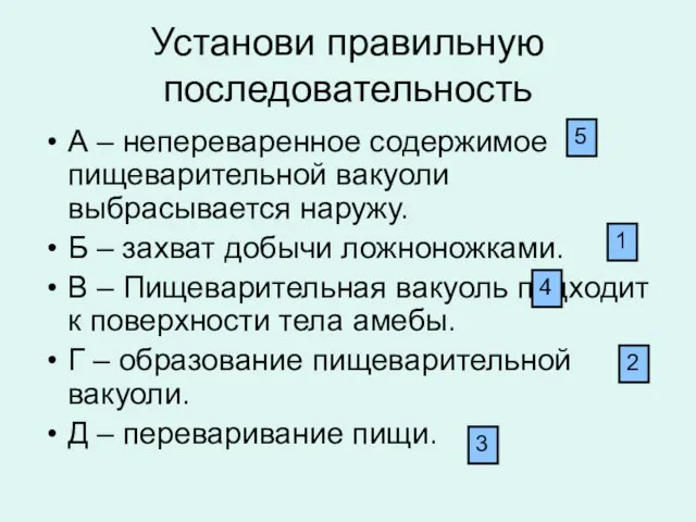 Установи правильную последовательность А – непереваренное содержимое пищеварительной вакуоли выбрасывается наружу. Б