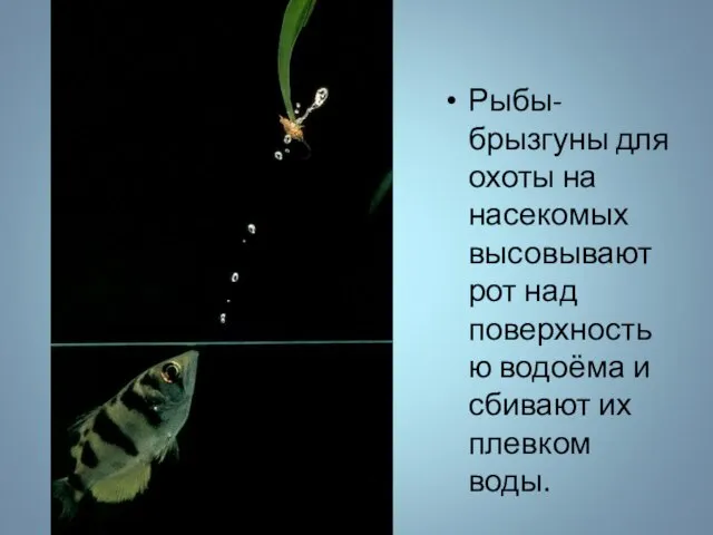 Рыбы-брызгуны для охоты на насекомых высовывают рот над поверхностью водоёма и сбивают их плевком воды.