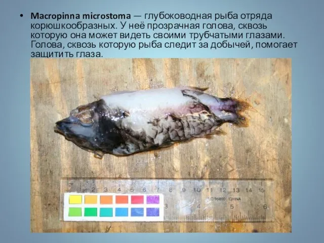 Macropinna microstoma — глубоководная рыба отряда корюшкообразных. У неё прозрачная голова, сквозь