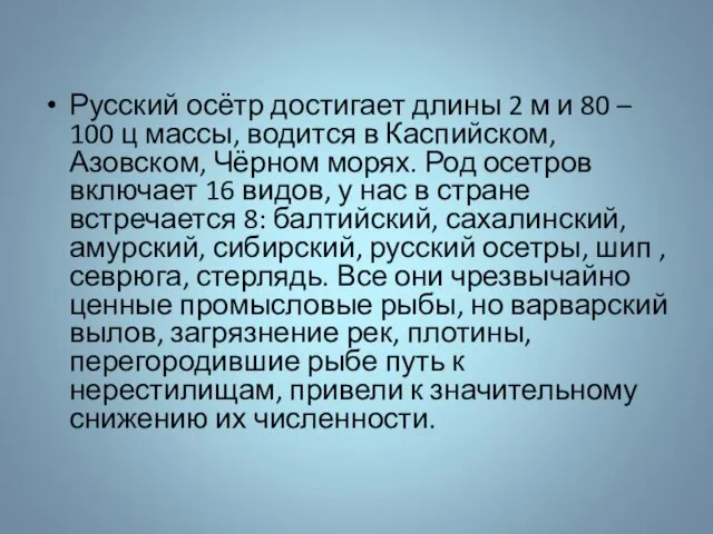 Русский осётр достигает длины 2 м и 80 – 100 ц массы,