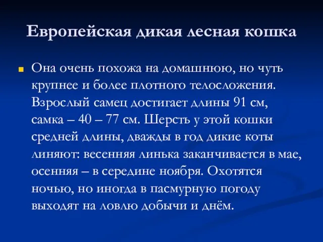 Европейская дикая лесная кошка Она очень похожа на домашнюю, но чуть крупнее