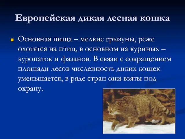 Европейская дикая лесная кошка Основная пища – мелкие грызуны, реже охотятся на