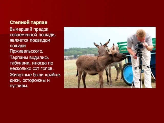 Степной тарпан Вымерший предок современной лошади, является подвидом лошади Прживальского. Тарпаны водились