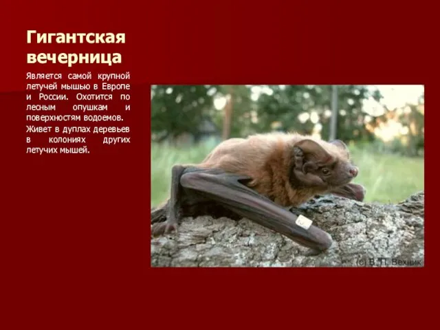 Гигантская вечерница Является самой крупной летучей мышью в Европе и России. Охотится