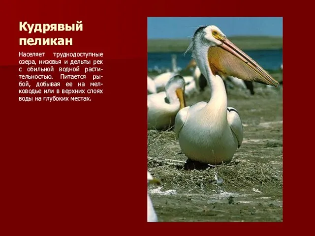 Кудрявый пеликан Населяет труднодоступные озера, низовья и дельты рек с обильной водной