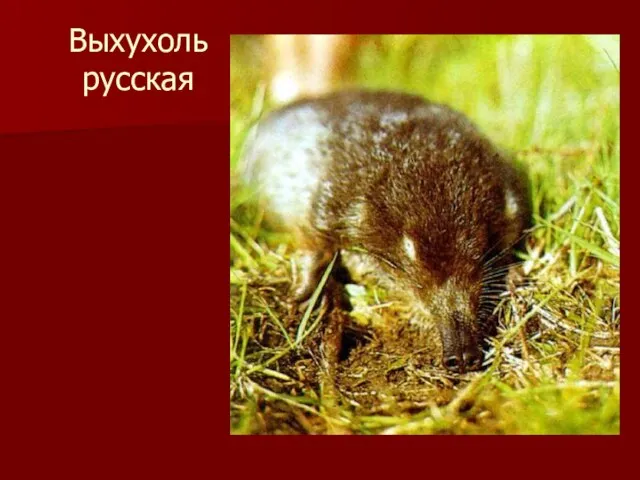 Выхухоль русская