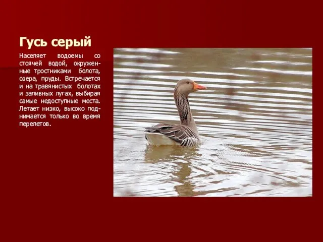 Гусь серый Населяет водоемы со стоячей водой, окружен-ные тростниками болота, озера, пруды.