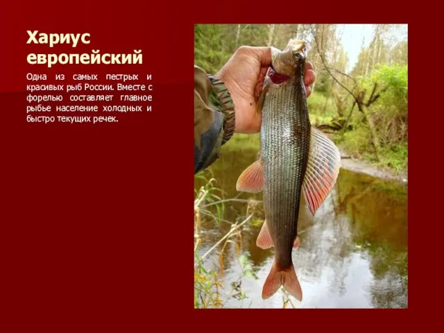 Хариус европейский Одна из самых пестрых и красивых рыб России. Вместе с