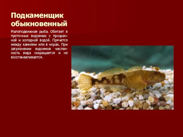 Подкаменщик обыкновенный Малоподвижная рыба. Обитает в проточных водоемах с прозрач-ной и холодной