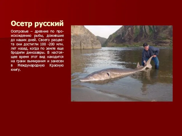 Осетр русский Осетровые – древние по про-исхождению рыбы, дожившие до наших дней.