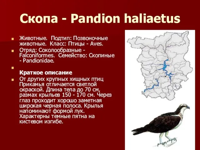 Скопа - Pandion haliaetus Животные. Подтип: Позвоночные животные. Класс: Птицы - Aves.