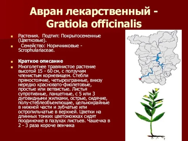 Авран лекарственный - Gratiola officinalis Растения. Подтип: Покрытосеменные (Цветковые). Семейство: Норичниковые -