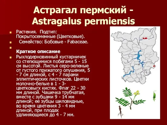 Астрагал пермский - Astragalus permiensis Растения. Подтип: Покрытосеменные (Цветковые). Семейство: Бобовые -