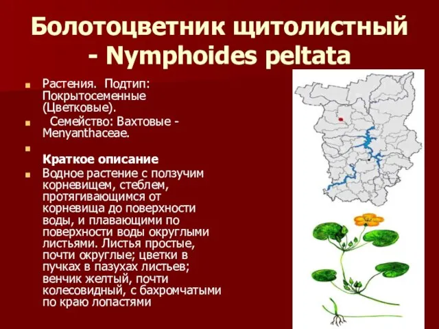 Болотоцветник щитолистный - Nymphoides peltata Растения. Подтип: Покрытосеменные (Цветковые). Семейство: Вахтовые -