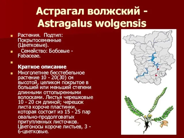 Астрагал волжский - Astragalus wolgensis Растения. Подтип: Покрытосеменные (Цветковые). Семейство: Бобовые -