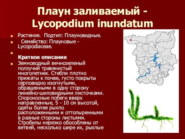 Плаун заливаемый - Lycopodium inundatum Растения. Подтип: Плауновидные. Семейство: Плауновые - Lycopodiaceae.