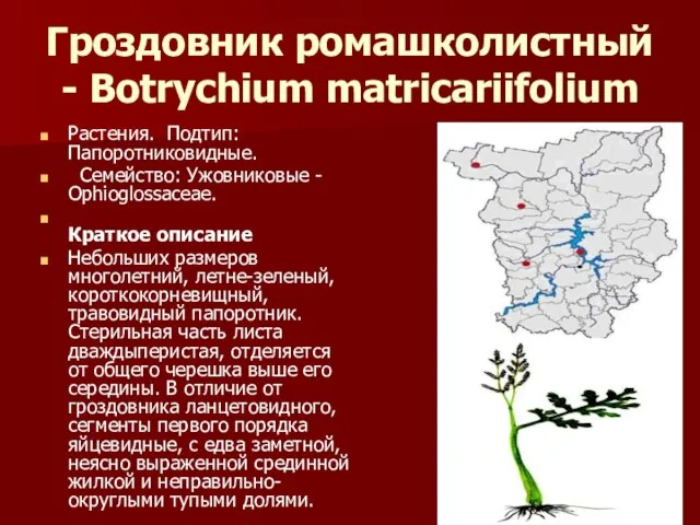 Гроздовник ромашколистный - Botrychium matricariifolium Растения. Подтип: Папоротниковидные. Семейство: Ужовниковые - Ophioglossaceae.
