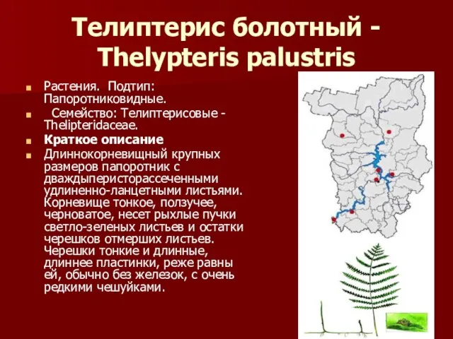 Телиптерис болотный - Thelypteris palustris Растения. Подтип: Папоротниковидные. Семейство: Телиптерисовые - Thelipteridaceae.