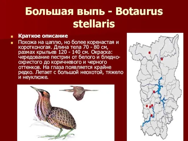 Большая выпь - Botaurus stellaris Краткое описание Похожа на цаплю, но более