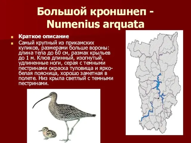 Большой кроншнеп - Numenius arquata Краткое описание Самый крупный из прикамских куликов,
