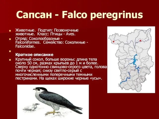 Сапсан - Falco peregrinus Животные. Подтип: Позвоночные животные. Класс: Птицы - Aves.