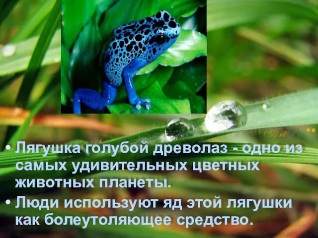 Лягушка голубой древолаз - одно из самых удивительных цветных животных планеты. Люди