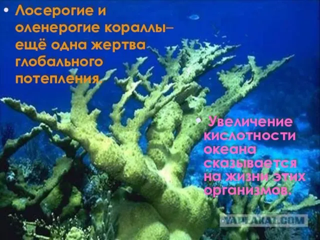 Лосерогие и оленерогие кораллы– ещё одна жертва глобального потепления. Увеличение кислотности океана