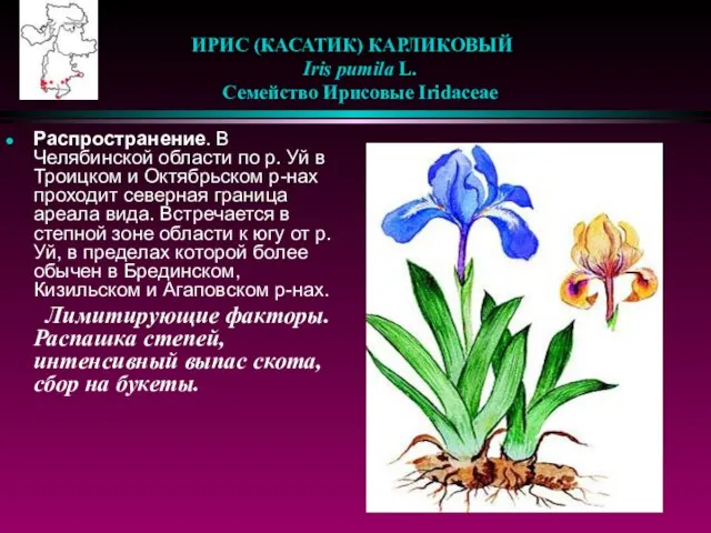 ИРИС (КАСАТИК) КАРЛИКОВЫЙ Iris pumila L. Семейство Ирисовые Iridaceae Распространение. В Челябинской