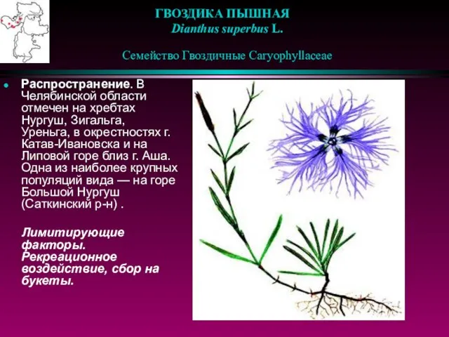ГВОЗДИКА ПЫШНАЯ Dianthus superbus L. Семейство Гвоздичные Caryophyllaceae Распространение. В Челябинской области