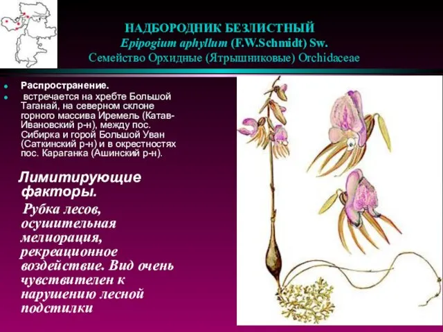 НАДБОРОДНИК БЕЗЛИСТНЫЙ Epipogium aphyllum (F.W.Schmidt) Sw. Семейство Орхидные (Ятрышниковые) Orchidaceae Распространение. встречается