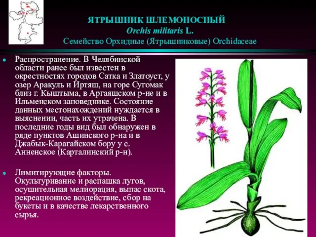 ЯТРЫШНИК ШЛЕМОНОСНЫЙ Orchis militaris L. Семейство Орхидные (Ятрышниковые) Orchidaceae Распространение. В Челябинской