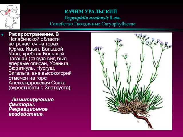 КАЧИМ УРАЛЬСКИЙ Gypsophila uralensis Less. Семейство Гвоздичные Caryophyllaceae Распространение. В Челябинской области