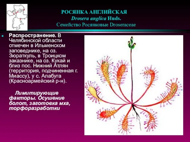 РОСЯНКА АНГЛИЙСКАЯ Drosera anglica Huds. Cемейство Росянковые Droseraceae Распространение. В Челябинской области