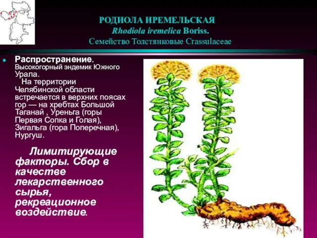 РОДИОЛА ИРЕМЕЛЬСКАЯ Rhodiola iremelica Boriss. Семейство Толстянковые Crassulaceae Распространение. Высокогорный эндемик Южного