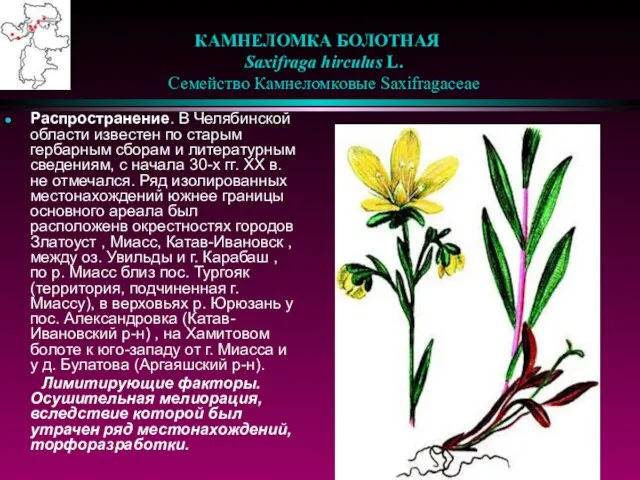 КАМНЕЛОМКА БОЛОТНАЯ Saxifraga hirculus L. Семейство Камнеломковые Saxifragaceae Распространение. В Челябинской области