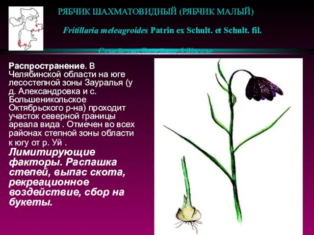 РЯБЧИК ШАХМАТОВИДНЫЙ (РЯБЧИК МАЛЫЙ) Fritillaria meleagroides Patrin ex Schult. et Schult. fil.