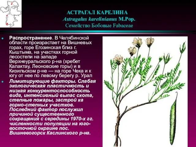 АСТРАГАЛ КАРЕЛИНА Astragalus karelinianus M.Pop. Семейство Бобовые Fabaceae Распространение. В Челябинской области