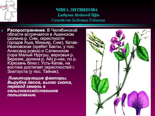 ЧИНА ЛИТВИНОВА Lathyrus litvinovii Iljin Семейство Бобовые Fabaceae Распространение. В Челябинской области