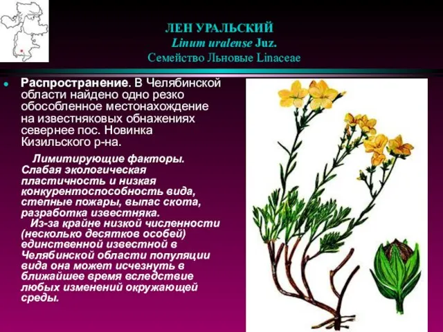 ЛЕН УРАЛЬСКИЙ Linum uralense Juz. Семейство Льновые Linaceae Распространение. В Челябинской области
