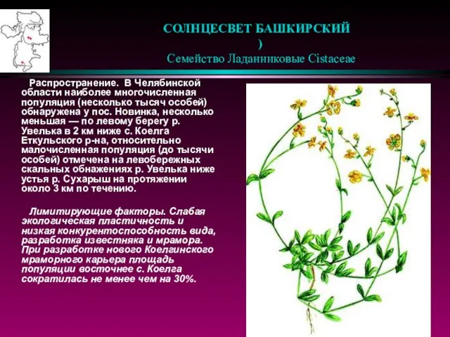 СОЛНЦЕСВЕТ БАШКИРСКИЙ ) Семейство Ладанниковые Cistaceae Распространение. В Челябинской области наиболее многочисленная